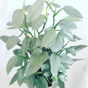 Philodendron silver sword (hastatum) Starter Plant (ALL STARTER PLANTS require you to purchase 2 plants!)
