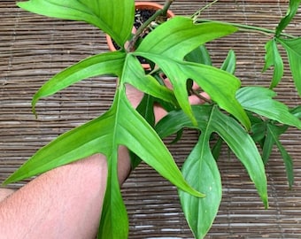 shampoo ginger plant Shampoo Ginger Plant for Sale – Logee's Plants main image 1
