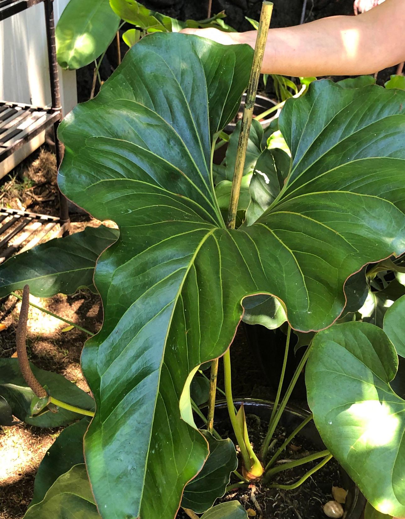 Anthurium brownii Starter Plant (ALL STARTER PLANTS require you to purchase  2 plants!)
