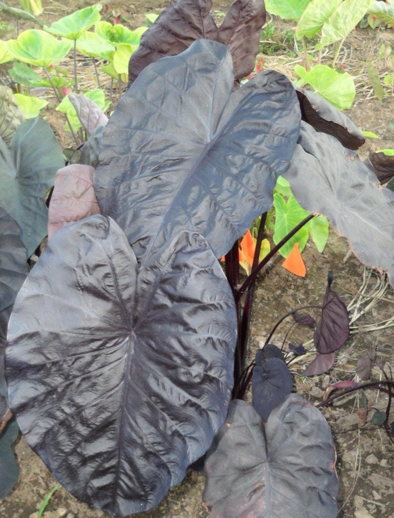 Colocasia Black Sapphire Gecko Starter Plant (ALL STARTER PLANTS