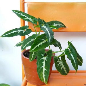 Syngonium Wendlandii Starter Plant (ALL STARTER PLANTS require you to purchase 2 plants!)