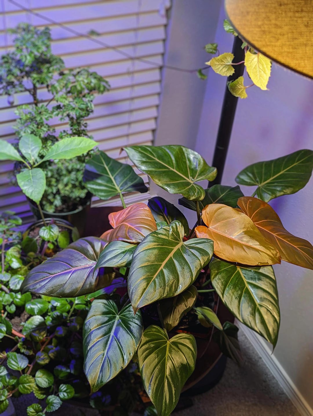 Philodendron Summer Glory Starter Plant (ALL STARTER PLANTS Require You to  Purchase 2 Plants!) - Etsy