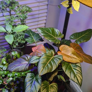 Philodendron Summer Glory Starter Plant (ALL STARTER PLANTS require you to purchase 2 plants!)