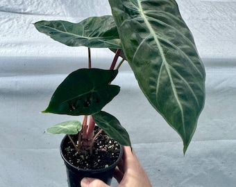Alocasia 'Pink Princess' starter plant *NEW* (All starter plants require the purchase of two plants, you can mix and match)