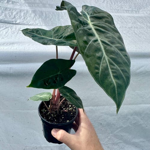 Alocasia 'pink Princess' Starter Plant *NEW* (all Starter Plants