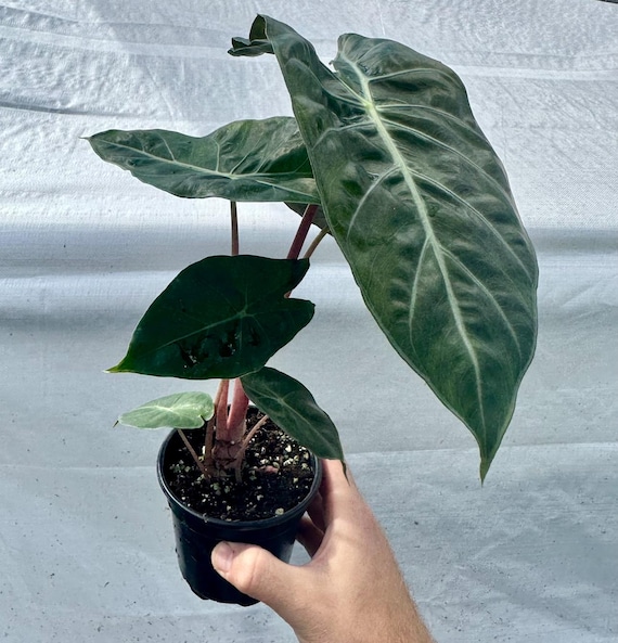 Alocasia 'pink Princess' Starter Plant *NEW* (all Starter Plants