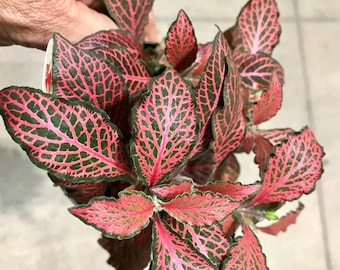 Fittonia “Firetail” red nerve hybrid starter plant **(ALL plants require you to purchase ANY 2 plants!)**