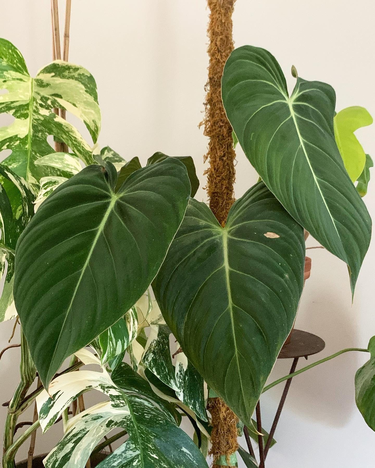 philodendron marble pink princess Philodendron erubescens, 