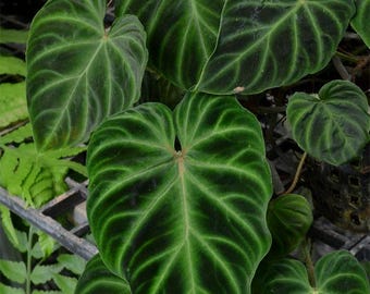 Philodendron verrucusom esmeraldas Starter Plant (ALL STARTER PLANTS  require you to purchase 2 plants!)