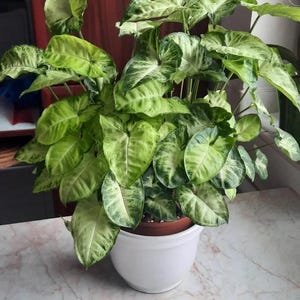 Planta de inicio Syngonium “Mini Pixie” (¡TODAS LAS PLANTAS DE INICIO requieren la compra de 2 plantas!)