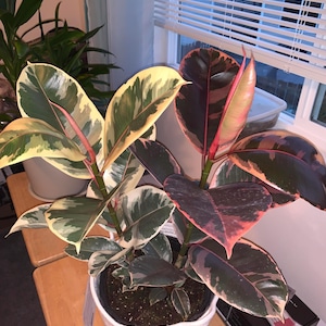 May include: A variegated rubber plant with green, white, and pink leaves in a white woven pot. The plant is sitting on a wooden table.