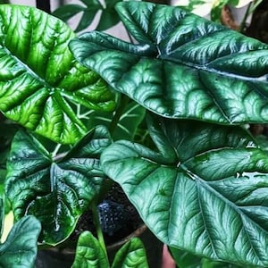 Alocasia sinuata “quilted dream” Starter Plant (ALL STARTER PLANTS require you to purchase 2 plants!)