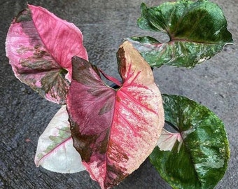 Syngonium Strawberry ice Starter Plant (ALL STARTER PLANTS require you to purchase 2 plants!)