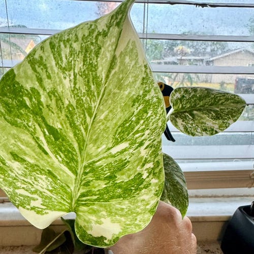 Monstera Deliciosa Legacy Starter Plant (ALL STARTER PLANTS