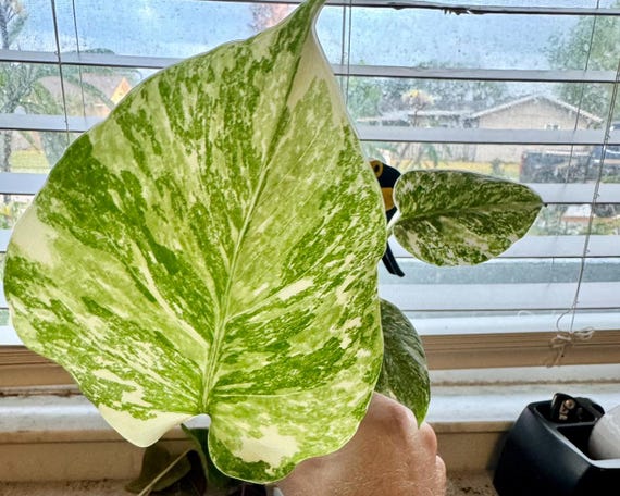 Monstera Deliciosa Legacy Starter Plant (ALL STARTER PLANTS