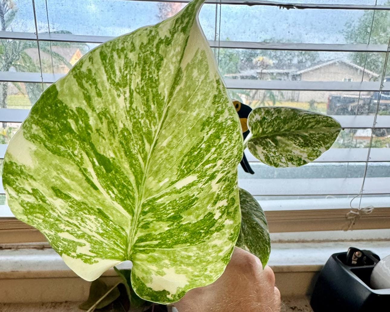 モンステラ・レガシー / Monstera 'Legacy'② モンステラ・レガシー / Monstera 'Legacy'② - メルカリ