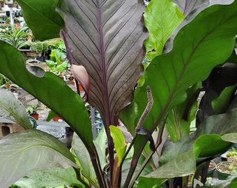 big raven zz plant ZZ Plant Black Raven, Live Indoor Plant