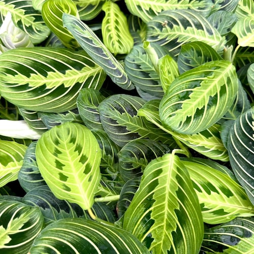Lemon Lime Maranta Starter Plant (ALL STARTER PLANTS require you to purchase 2 plants!)