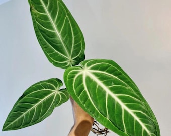 Anthurium Villenaorum Starter Plant (ALL STARTER PLANTS Require You to  Purchase 2 Plants!) - Etsy