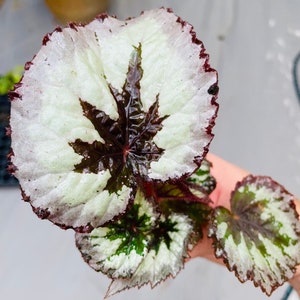 Rex Begonia fire woman Starter Plant ALL STARTER PLANTS require you to purchase 2 plants image 5