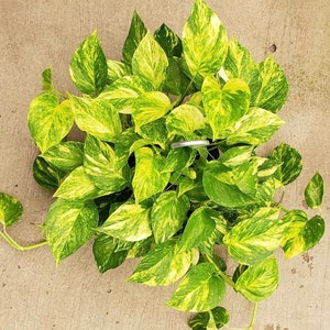 Churchill gold pothos Starter Plant (ALL STARTER PLANTS require you to purchase 2 plants!)