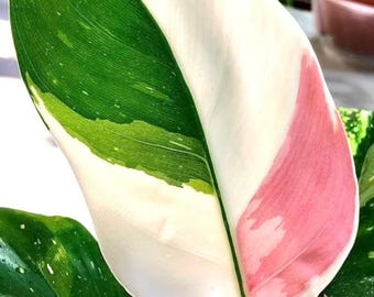 philodendron white princess Starter Plant (ALL STARTER PLANTS require you to purchase 2 plants!)