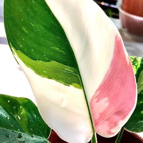 philodendron white princess Starter Plant (ALL STARTER PLANTS require you to purchase 2 plants!)
