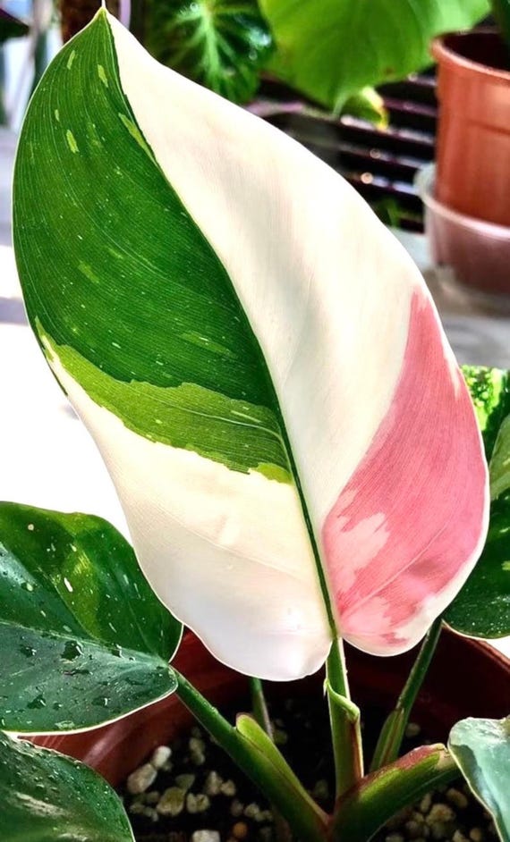 Philodendron White Princess Jungpflanze (Fr alle Jungpflanzen mssen Sie 2  Pflanzen kaufen!) - Etsy sterreich