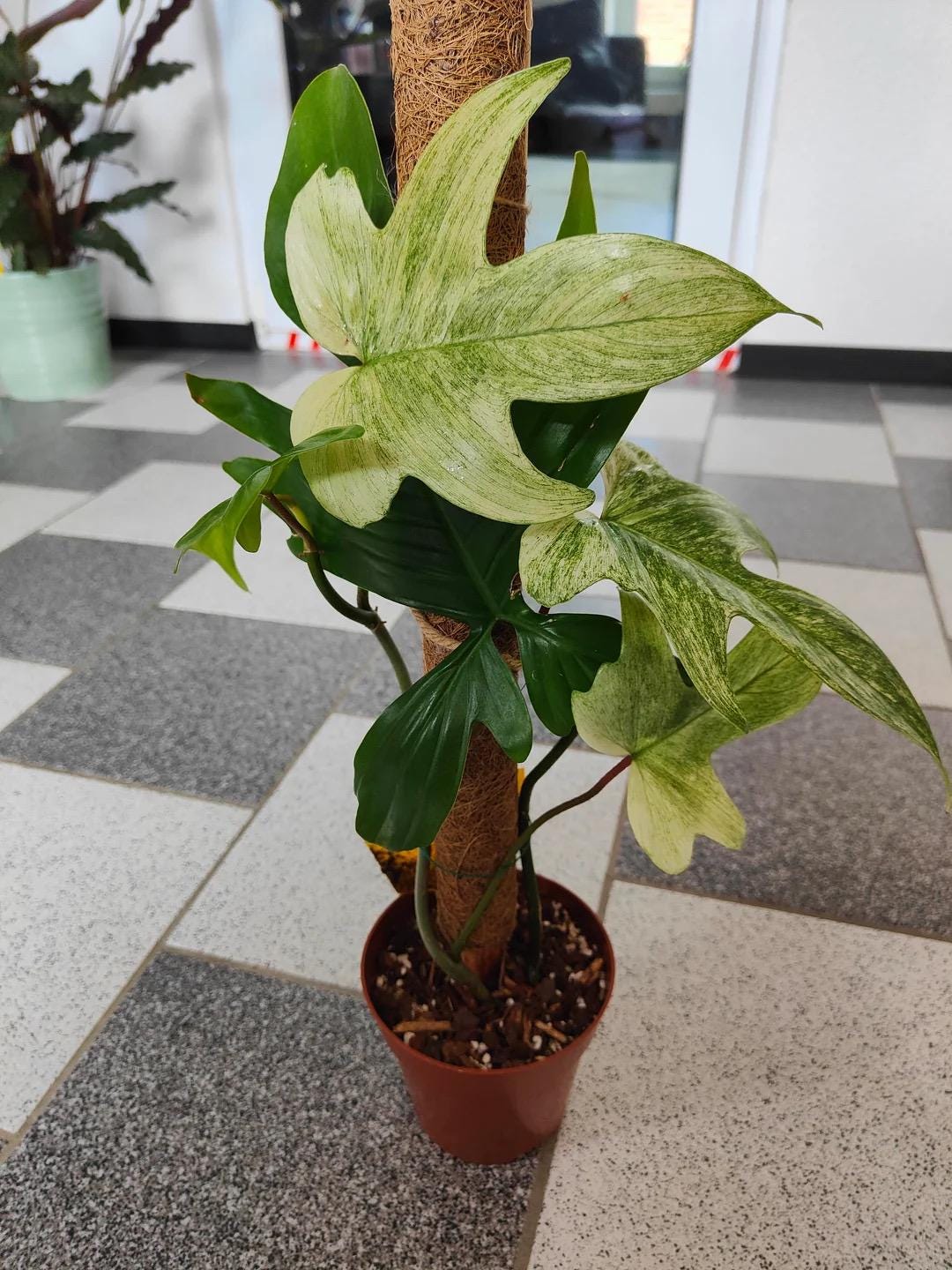 Philodendron Florida Ghost Mint - Highly Variegated - 4