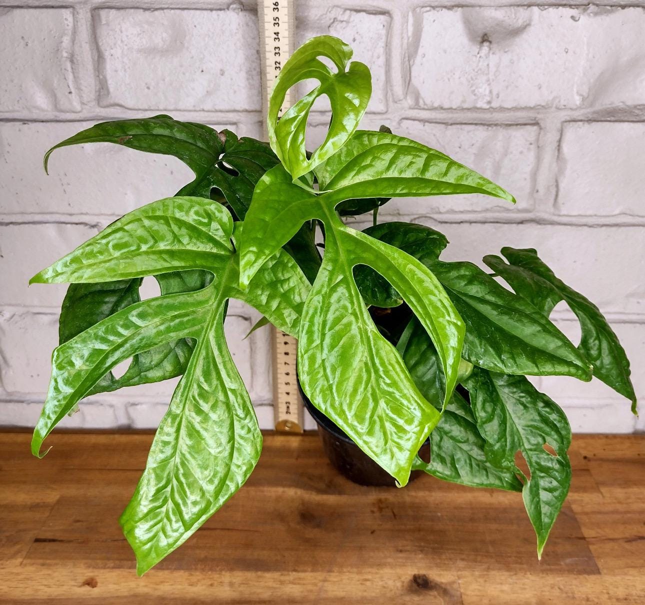 philodendron 'pink princess marble Philodendron Pink Princess Marble Notched and Blotched