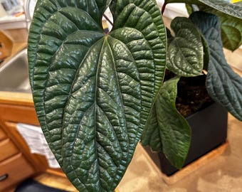 Anthurium Red-vein Papx X Necromancer Dreamweaver Seedling - Etsy