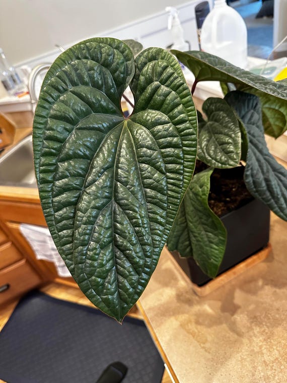 Anthurium Luxurians X Radicans 4 Pot (ALL PLANTS Require You to Purchase 2  Plants!) - Etsy