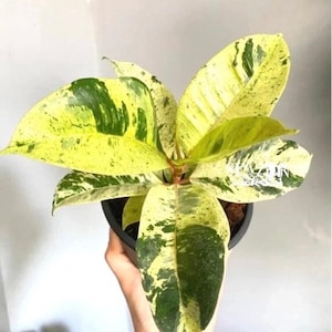 Ficus Shivereana Starter Plant (2 pack)