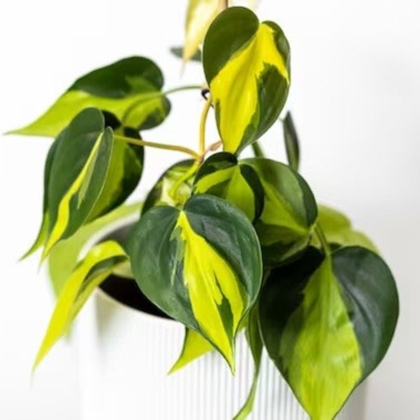 Philodendron Brasil Starter Plant (ALL STARTER PLANTS require you to purchase 2 plants!)