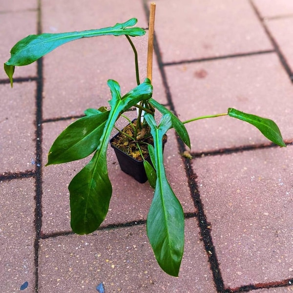 Philodendron Joeppi starter plant **(ALL plants require you to purchase ANY 2 plants!)**