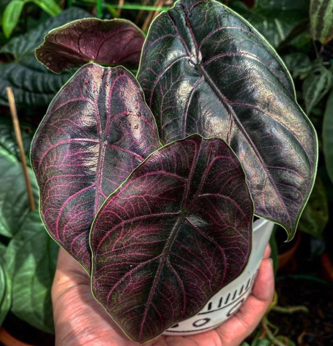 Alocasia Azlanii 2” Pot (ALL STARTER PLANTS Require You to