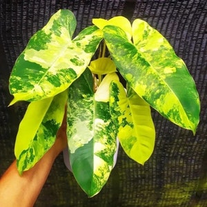 May include: A variegated houseplant with large, bright green and yellow leaves. The leaves have a marbled pattern and are shaped like hearts.