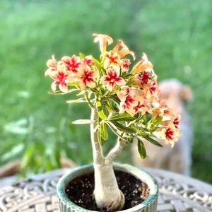 Desert rose “Star cluster” adenium obesum rare flower starter plant **(ALL plants require you to purchase ANY 2 plants!)**