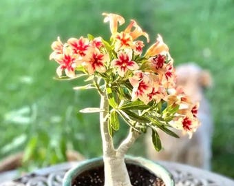 Desert Rose Ce-02 Adenium Obesum Flower Starter Plant **(ALL