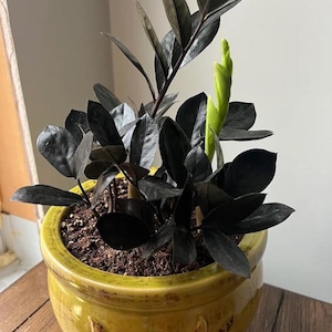 May include: A black ZZ plant with a new growth in a yellow ceramic pot with a decorative design.