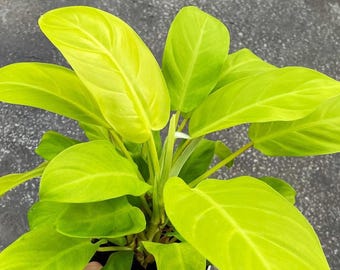 Philodendron Malay Golden Starter Plant (ALL STARTER PLANTS Require You to  Purchase 2 Plants!) - Etsy