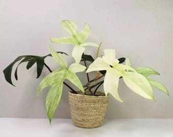spider plant variety Spider Plant Asst Varieties