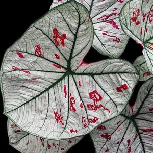 Planta de inicio de Caladium arándano blanco (TODAS LAS PLANTAS DE INICIO requieren la compra de 2 plantas)