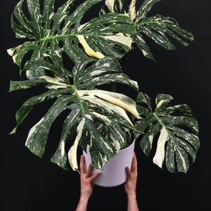 Nueva maceta Thai Constellation de 2” **Todas las plantas iniciales requieren la compra de dos**