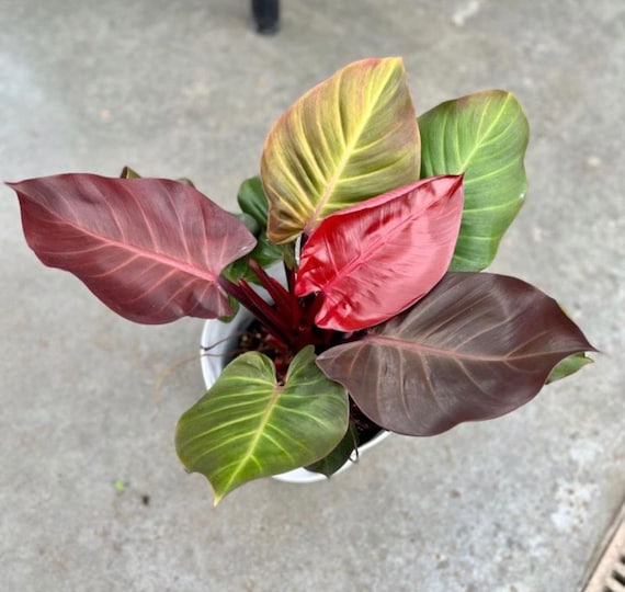 Philodendron cherry red Starter Plant (ALL STARTER PLANTS require you to  purchase 2 plants!) - Etsy sterreich