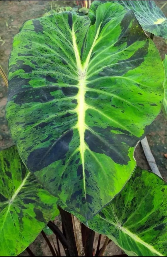 Colocasia Mojito Revolution Starter Plant (ALL STARTER PLANTS