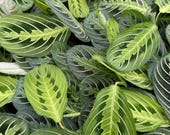 Calathea Lemon Lime Maranta Starter Plant (ALL STARTER PLANTS Require You  to Purchase 2 Plants!) - Etsy