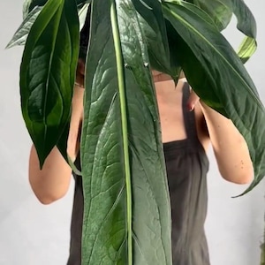 May include: A large, vibrant green plant with long, textured leaves. The leaves have a prominent central vein and a glossy appearance. The plant is held up, showcasing its size and lush foliage. The overall theme is nature and greenery.
