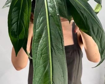 Anthurium Big Bill 2 pot (ALL STARTER PLANTS require you to purchase 2  plants!)
