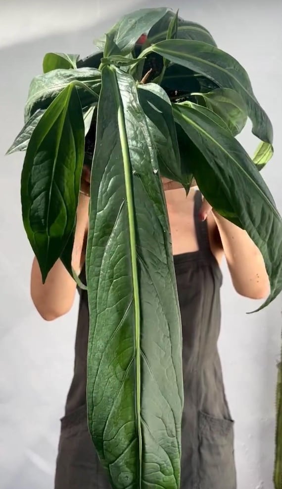 anthurium nanegalense Philodendron nanegalense Ecuagenera